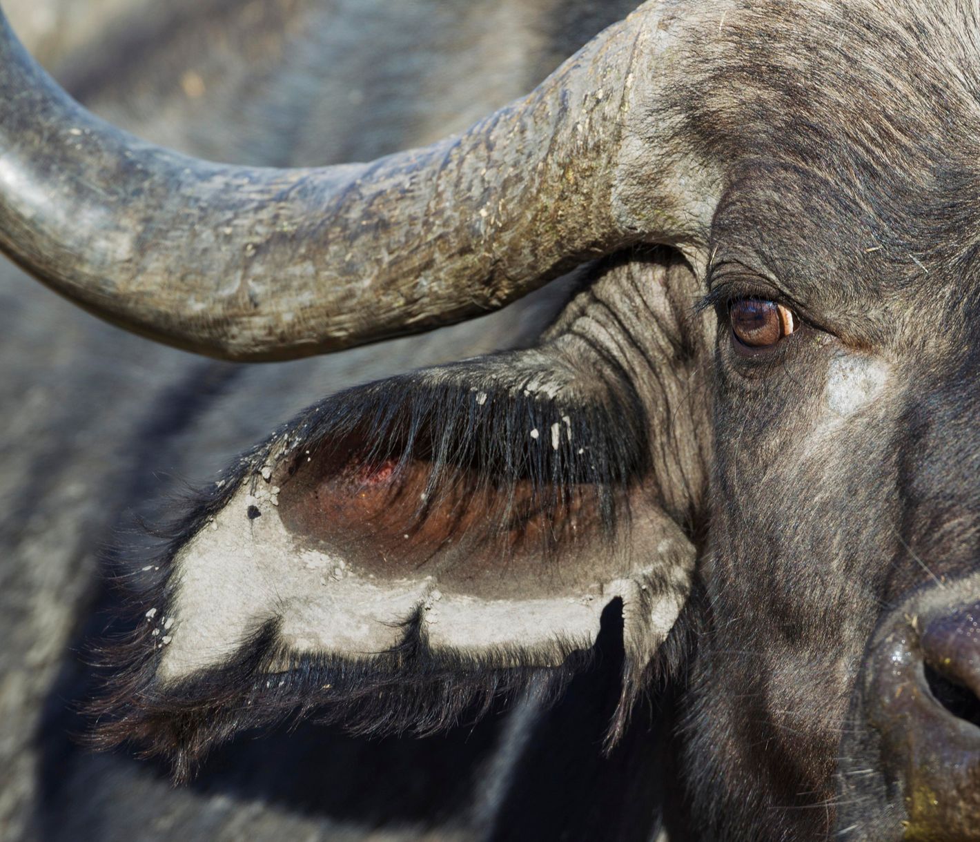 Nahaufnahme eines Kaffernbüffels im Okavango-Delta