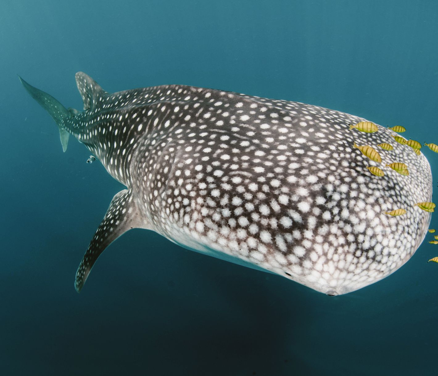 Walhai-Sichtungen sind in Nosy Be keine Seltenheit.