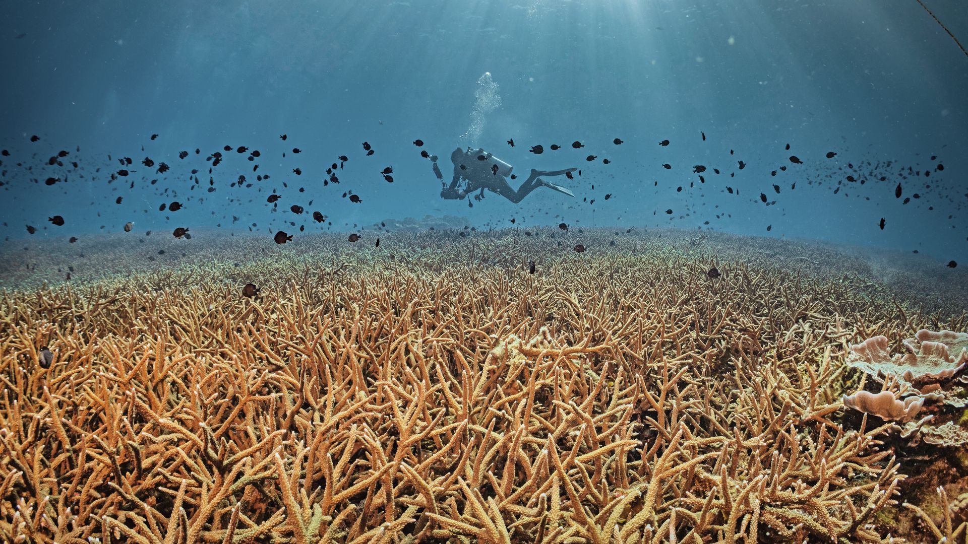 In eine faszinierende Welt eintauchen