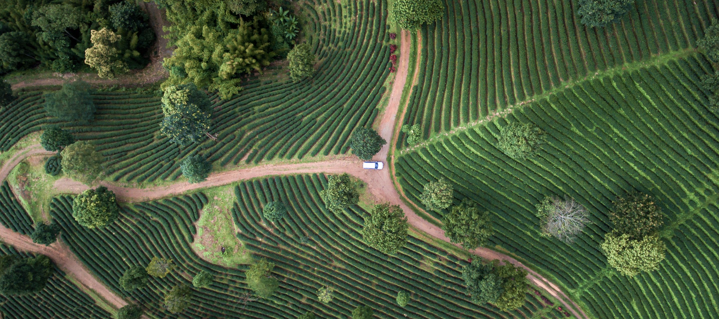 Teeplantagen beim Berg Doi Mae Salong aus der Vogelperspektive.