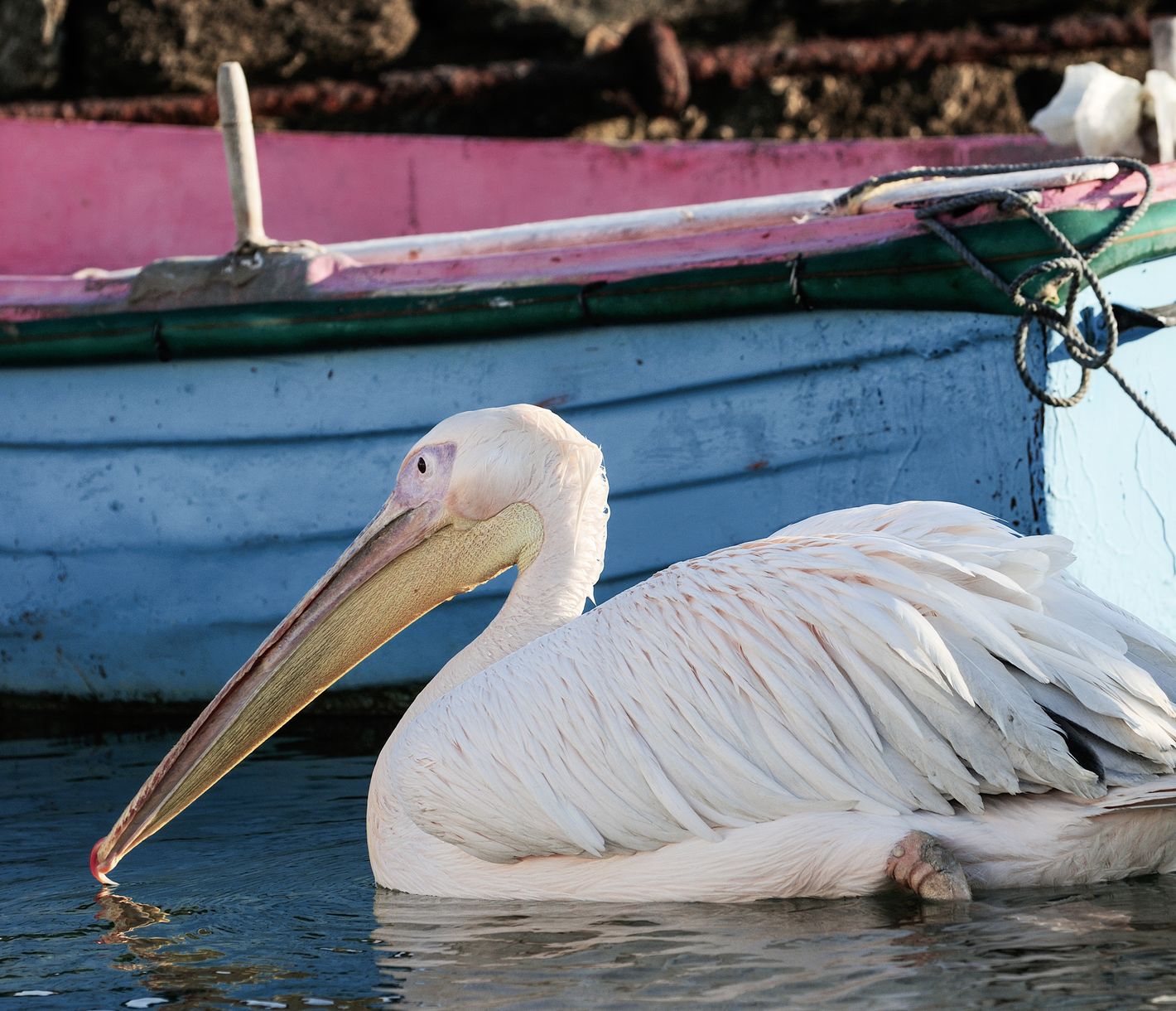 Der Pelikan Petros von Mykonos