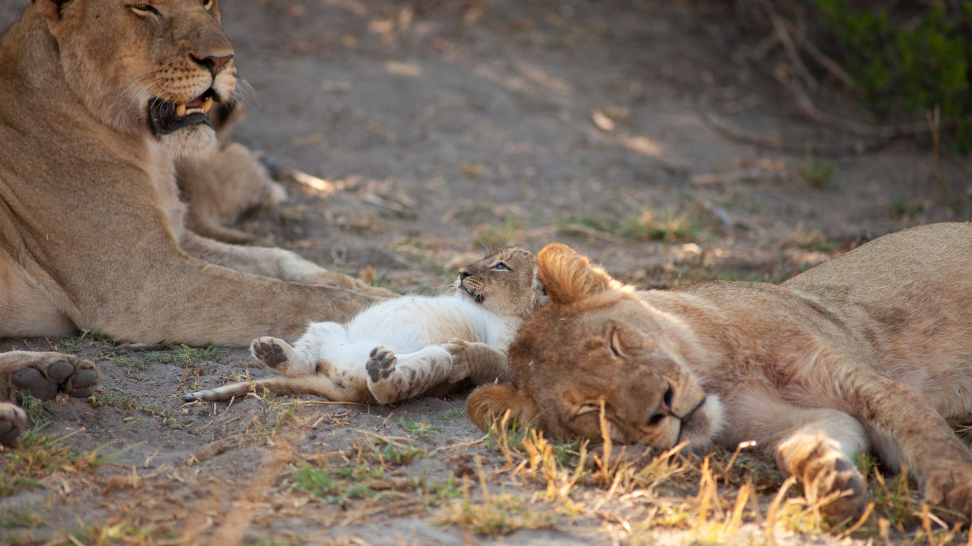 Nach dem Fressen sollst du ruh'n oder 1000 Schritte tun