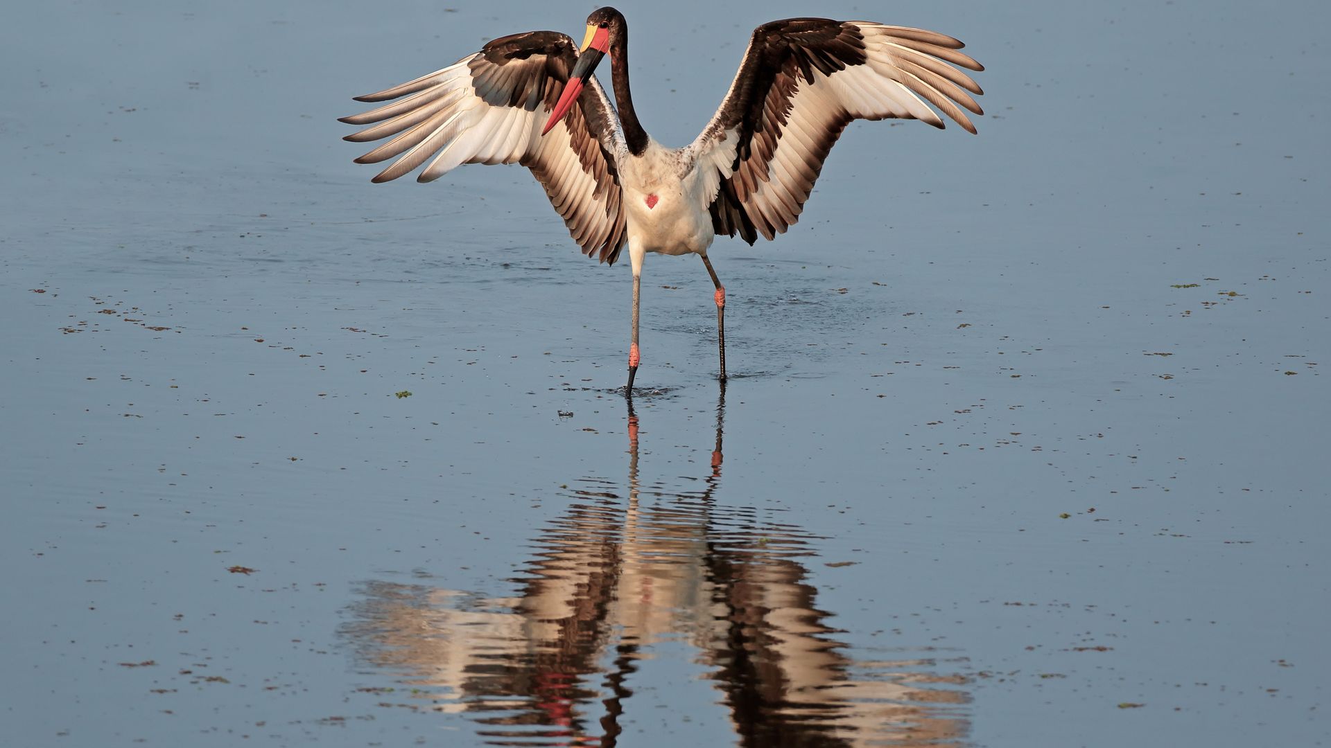 Ein Sattelstorch durchwatet den Lake Kariba auf der Suche nach kleinen Fischen