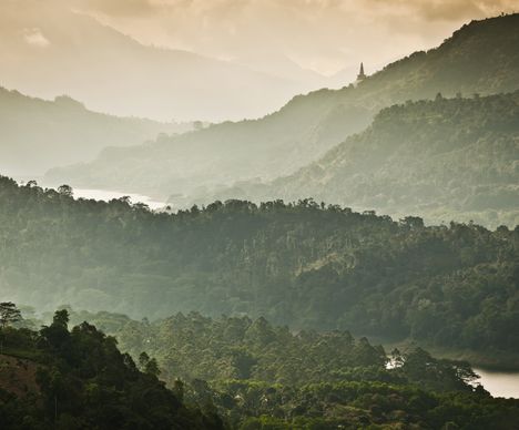Grünes Hochland zwischen Kandy und Nuwara Eliya