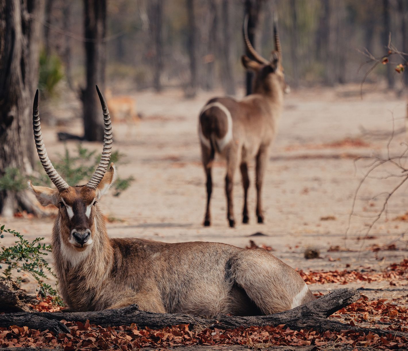 Entspannter Wasserbock im Liwonde-Nationalpark