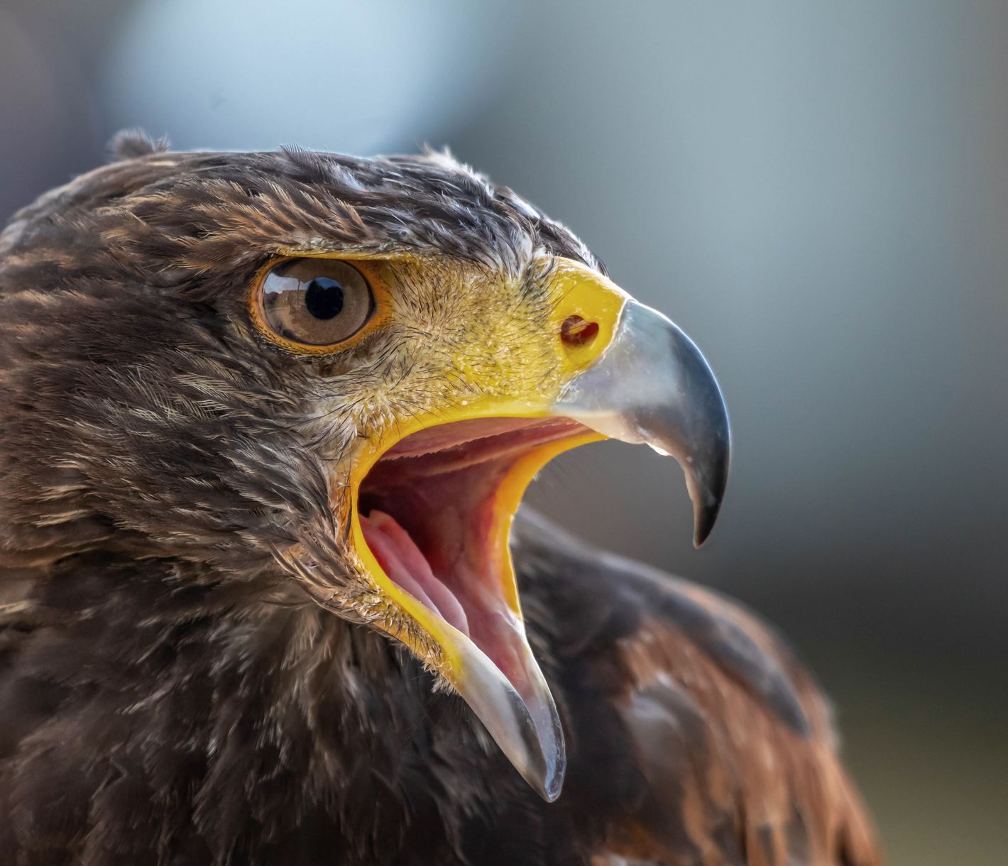 Wüstenbussard, Stauferfalknerei Lorch