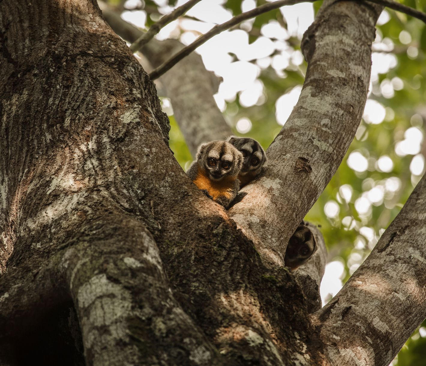 Wer versteckt sich denn hier?