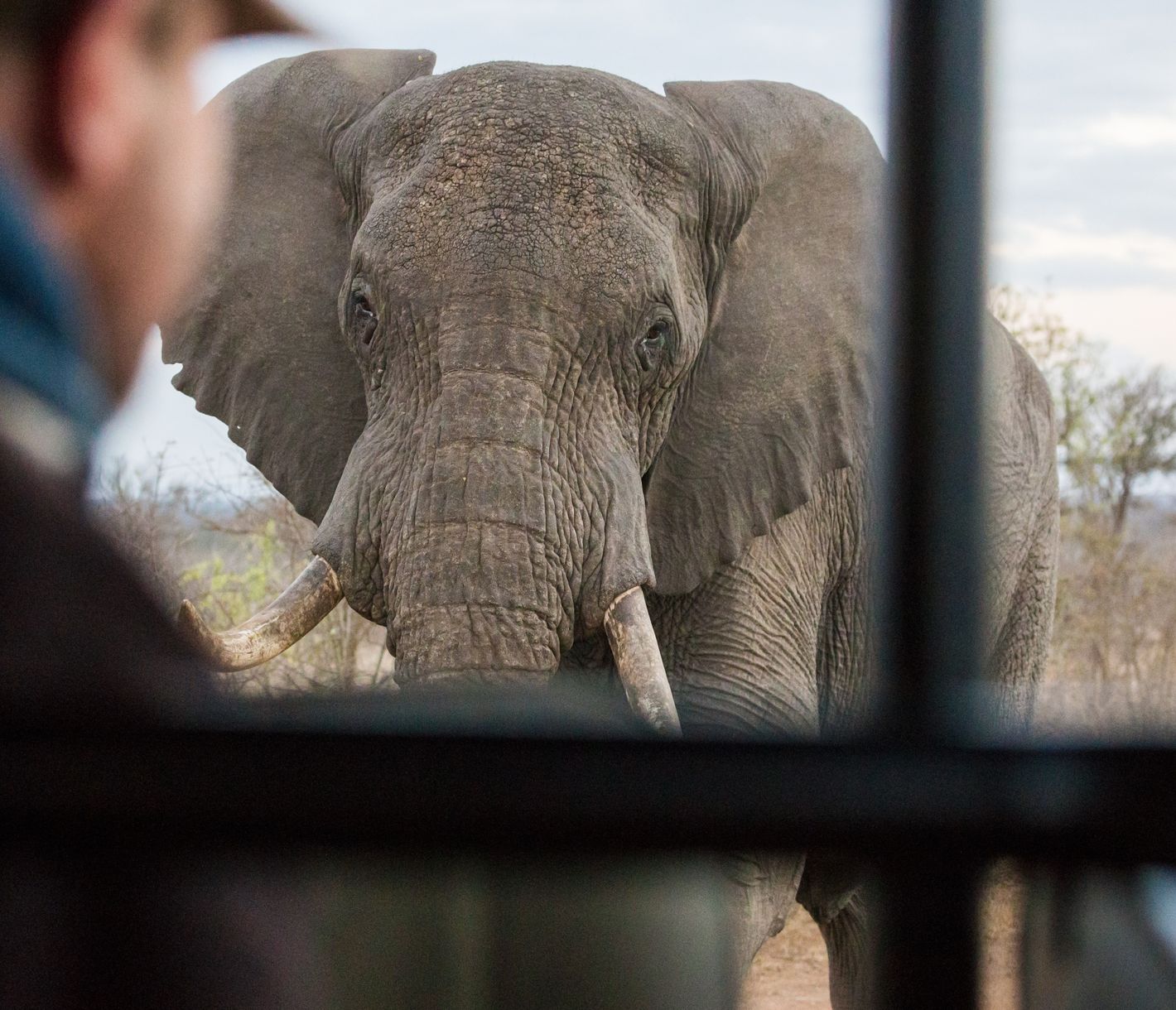Elefant beobachtet das Safari-Fahrzeug