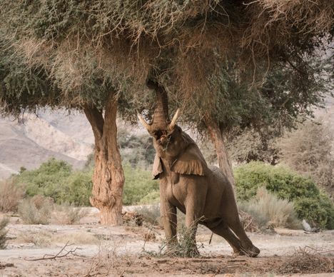Wüstenelefanten im Kaokoveld
