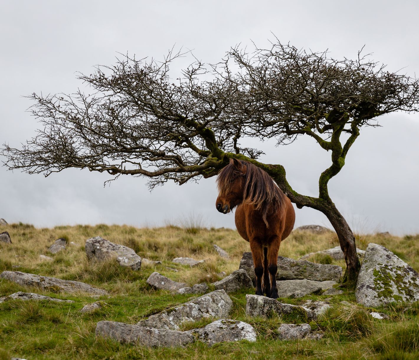 Wo Sherlock Holmes ermittelt