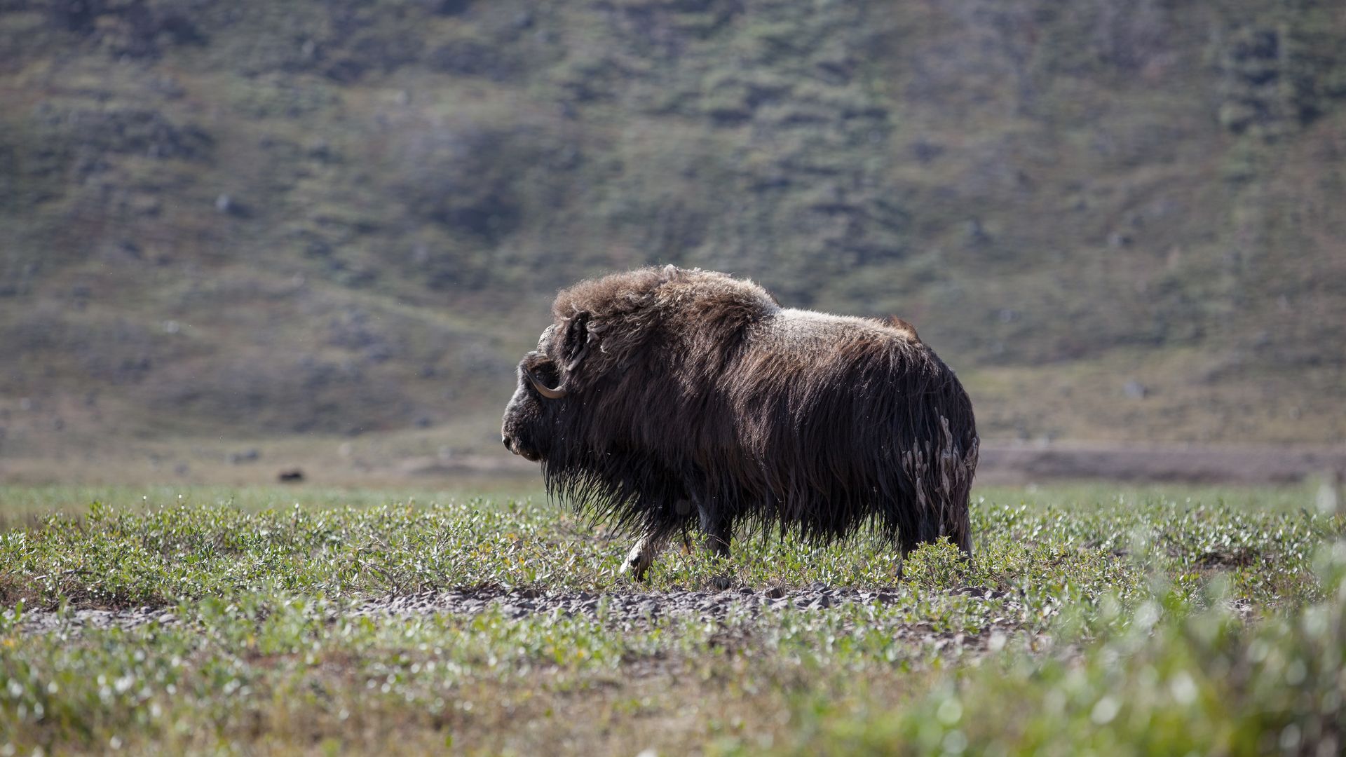 Ein majestätischer Riese in der arktischen grönländischen Tundra