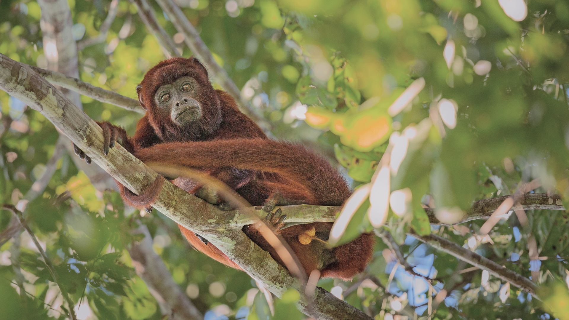Ouvrez l’oeil : la jungle est le refuge de turbulents locataires