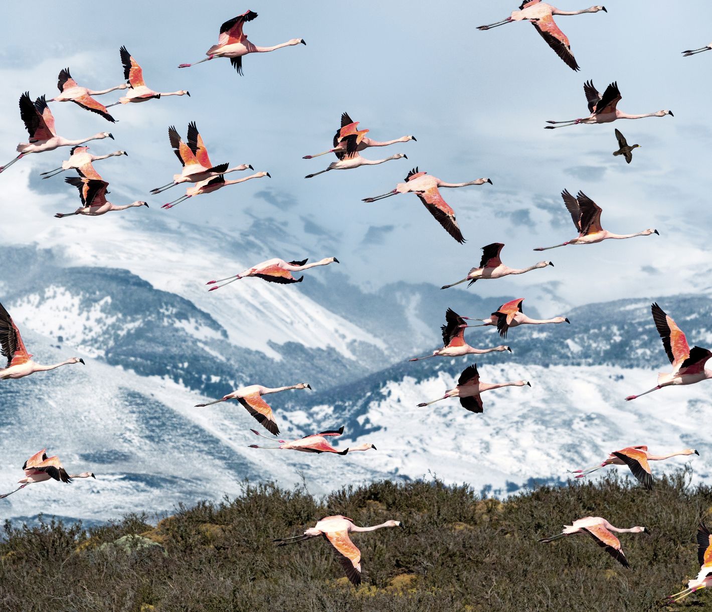 Chilenische Flamingos sind Teil der exotischen Tierwelt im Torres del Paine Nationalpark
