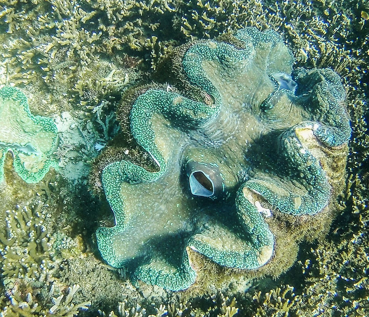 Nebst wunderschönen Landschaften ist Camiguin auch für seine hervorragenden Tauchplätze bekannt.