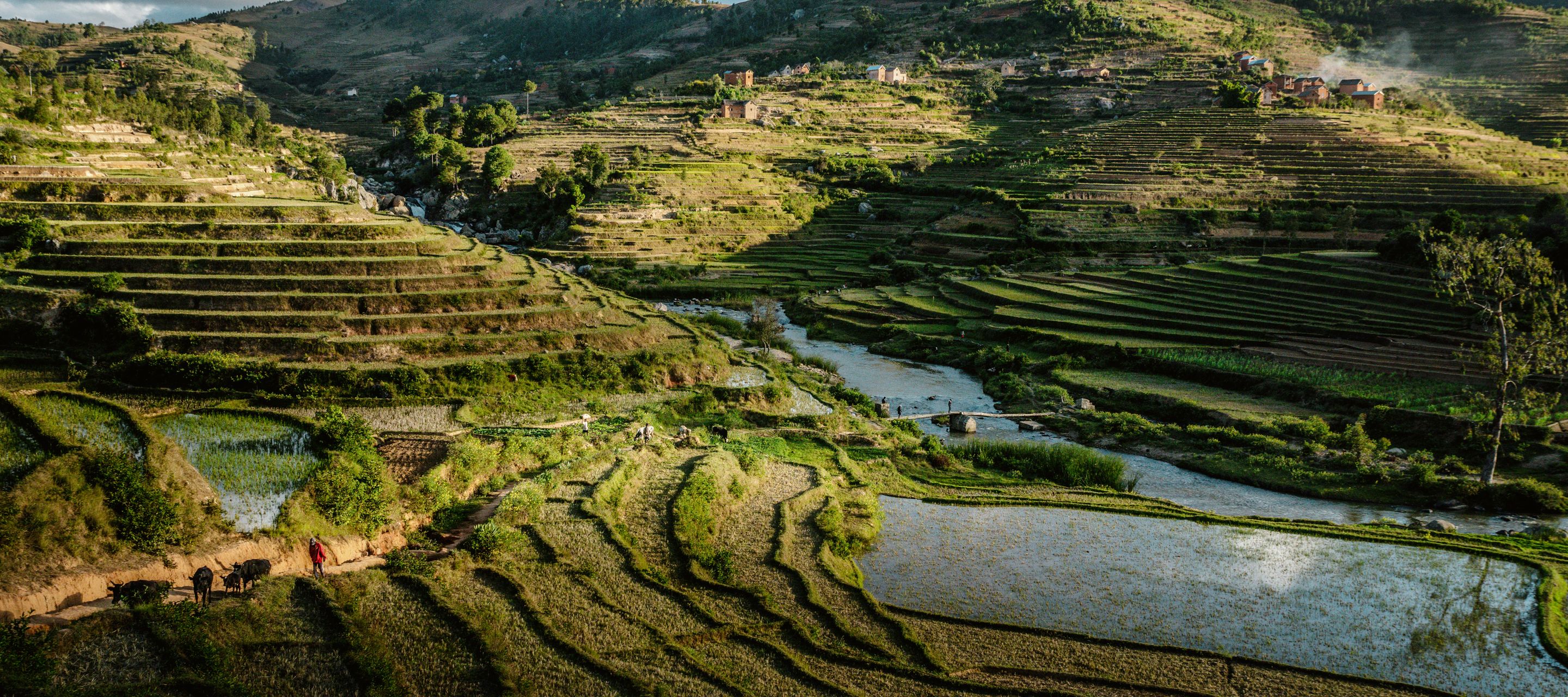 Rizières avec petites agglomérations - paysage typique des hauts plateaux