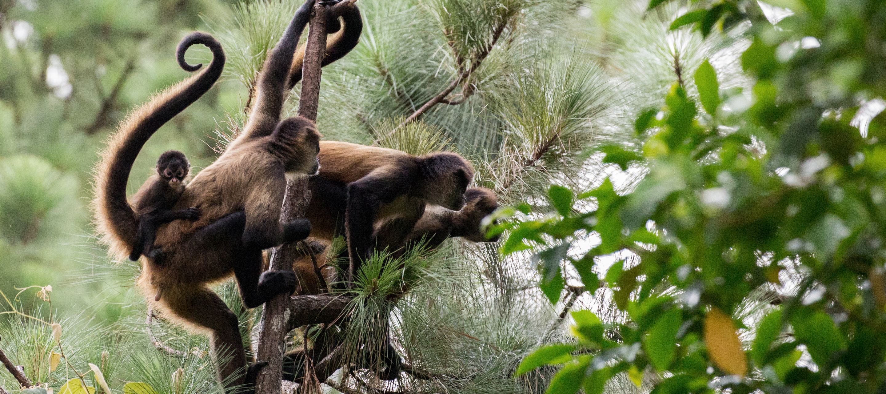 «Fliegende» Affen im Nationalpark Vulkan Arenal.
