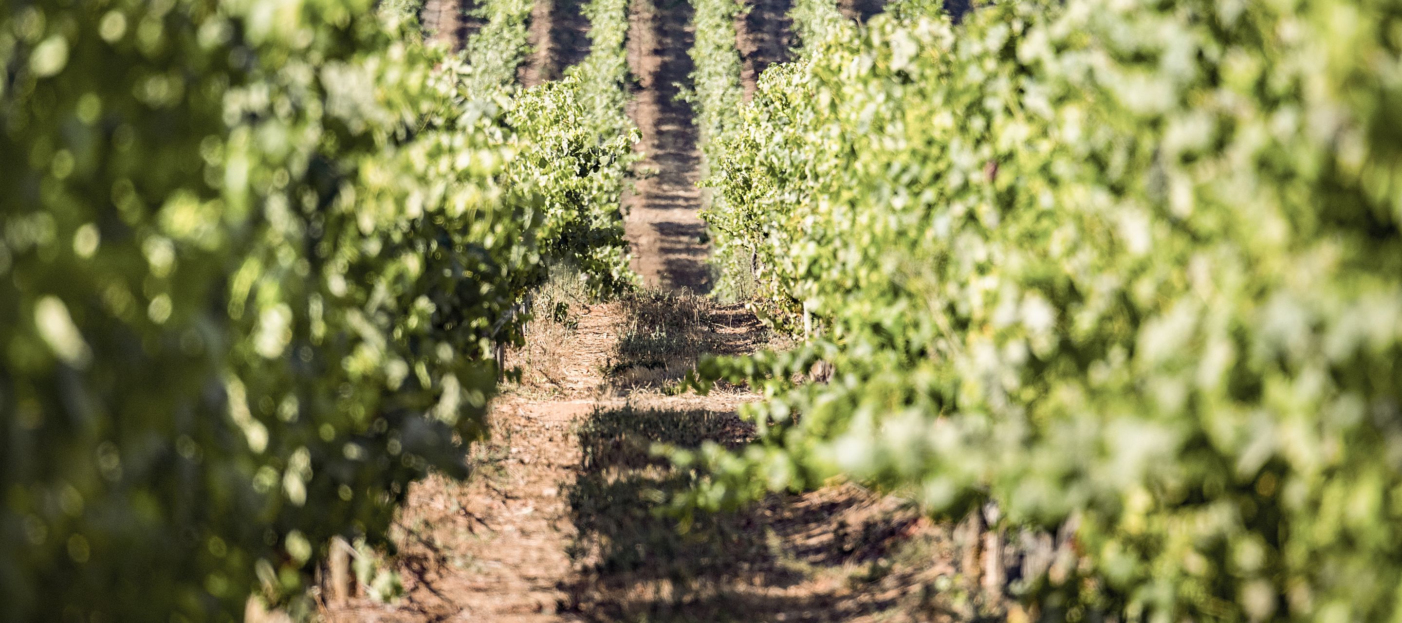 Des vignes entre Cordillère des Andes et océan Pacifique
