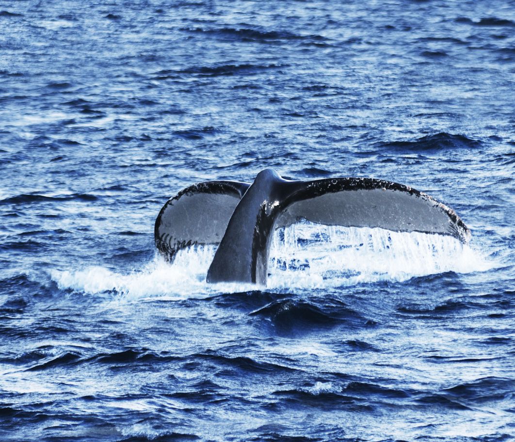 Anmutige Riesen! Ein Blauwal im Golf von Corcovado.