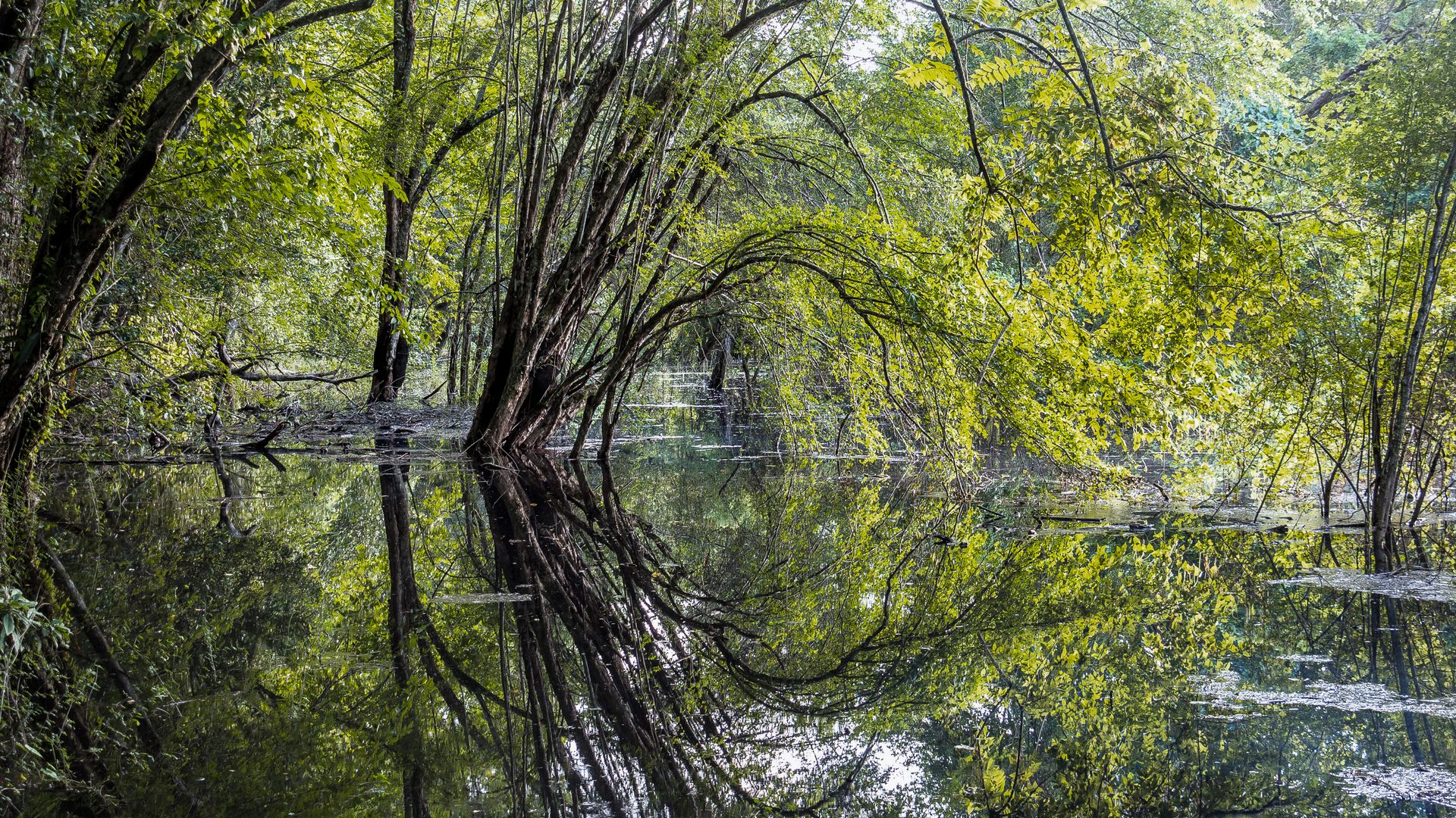 Sumpfgebiet im Dschungel des Bioreservates Calakmul in Campeche