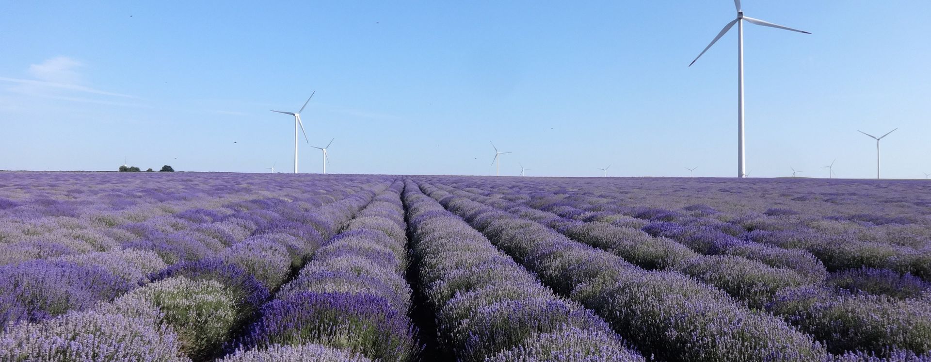 Les champs de lavande