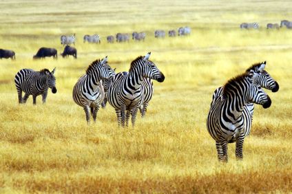 15. Bild der Rundreise