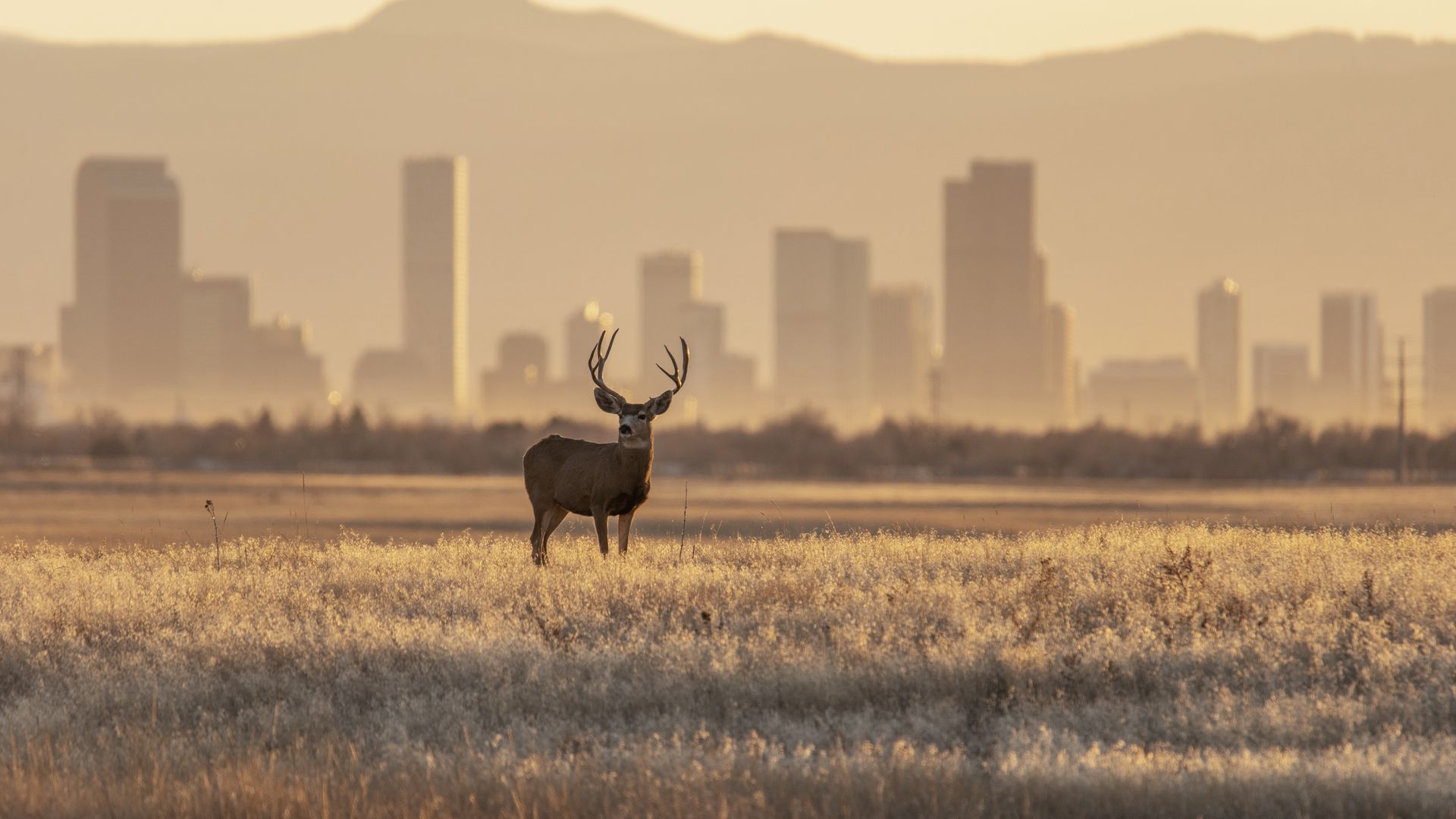 La Front Range est la plus longue chaîne de montagnes du Colorado, elle se détache fièrement derrière la ligne d’horizon de Denver.