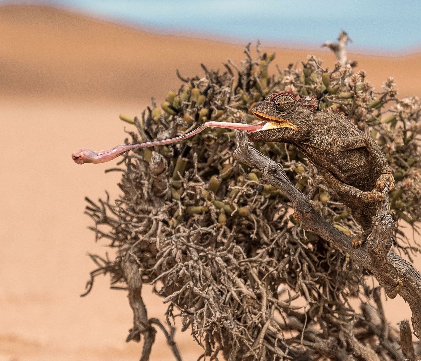 Nahaufnahme eines Chamäleons in den Sanddünen bei Swakopmund