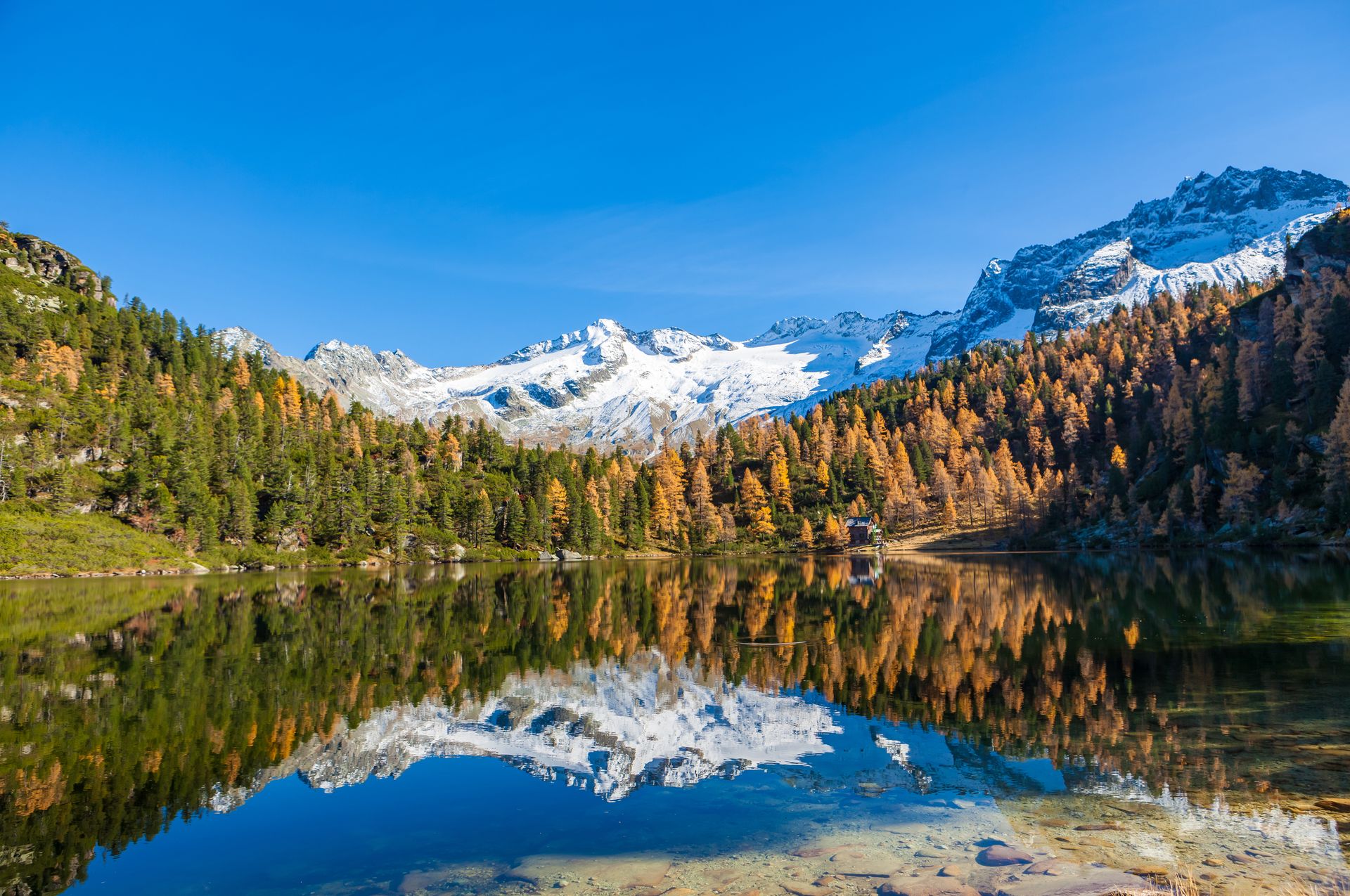 Reedsee