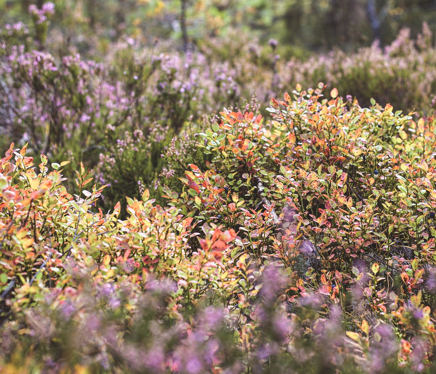 Die Königin der Beeren – Superfood aus der Natur