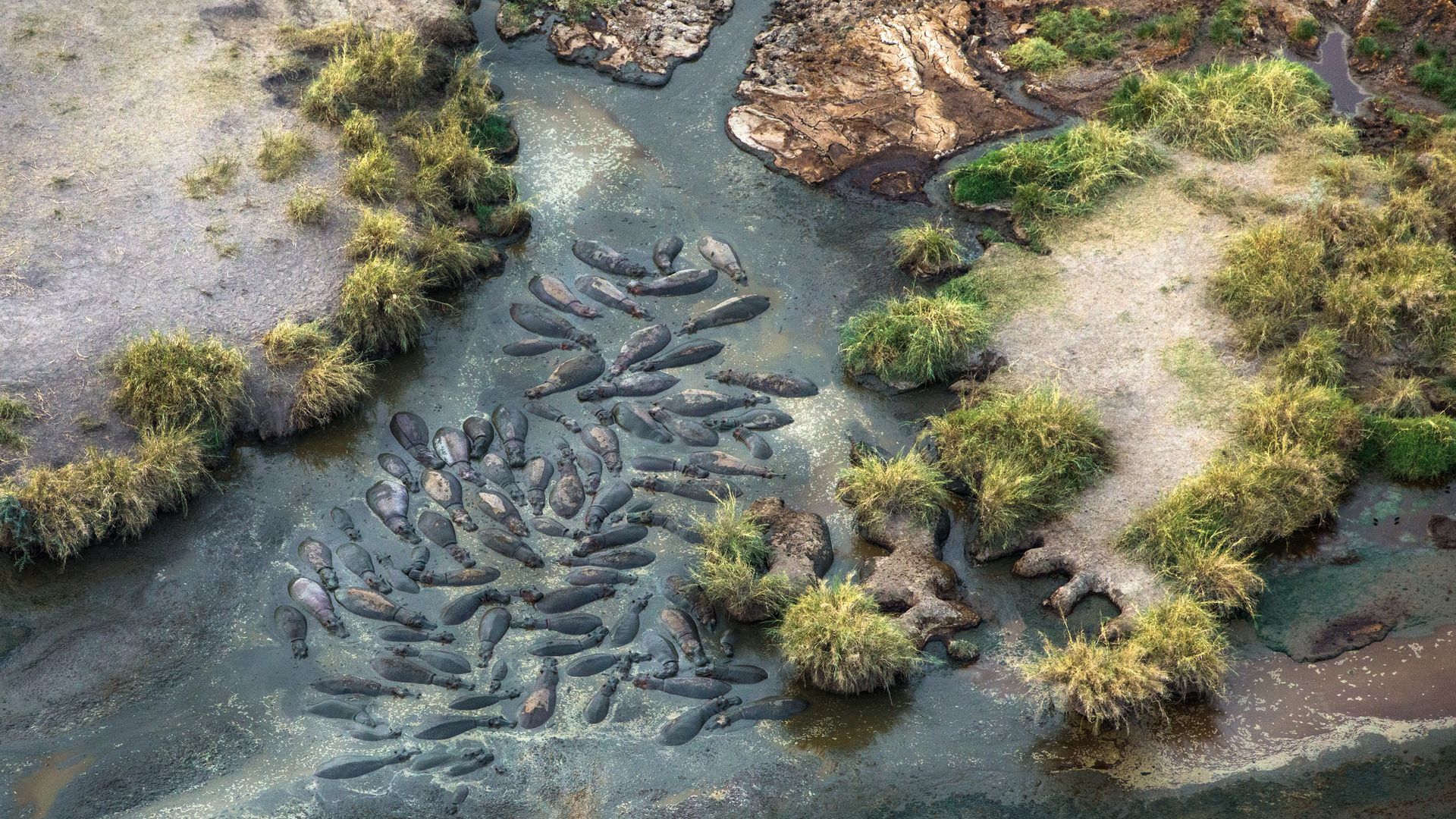 Une "piscine à hippopotames" vue du ciel dans le Serengeti