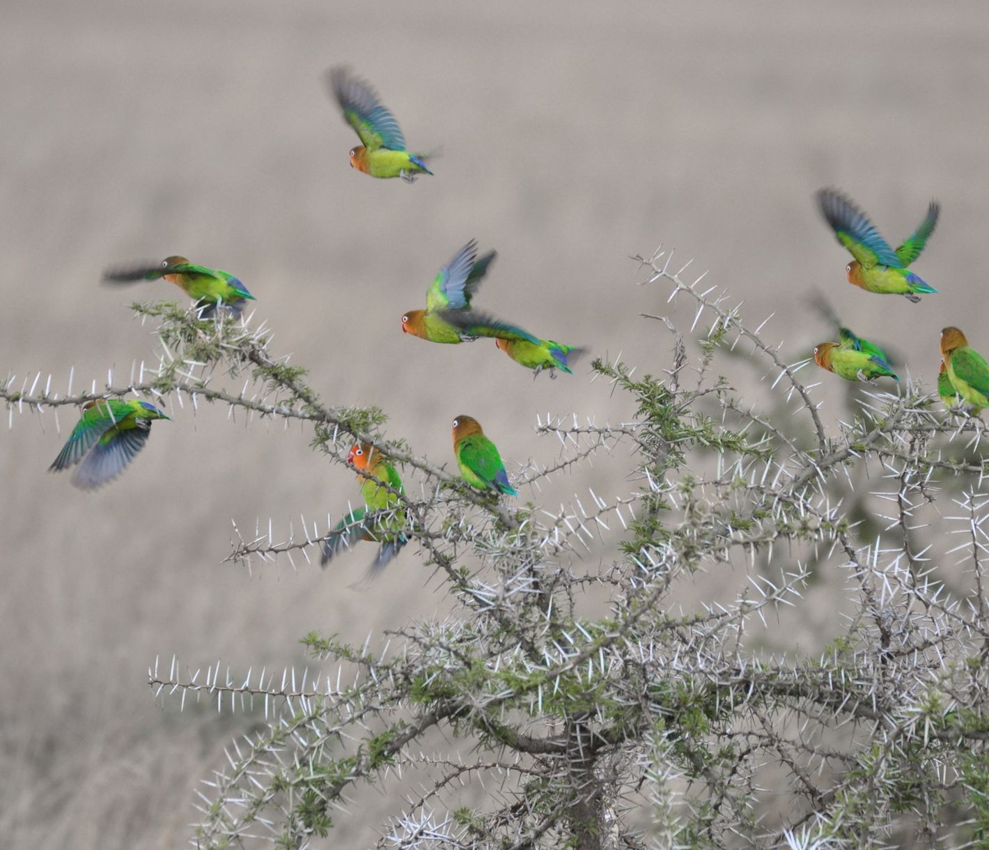 Die farbigen Pfirsichköpfchen auf der Suche nach Futter