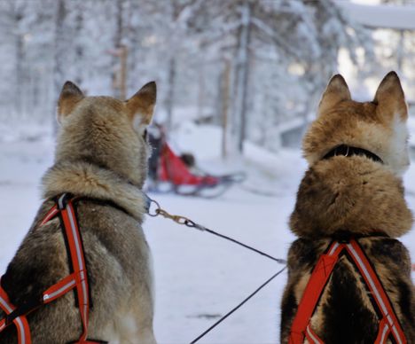 Mit den Hunden durch die Stille der Wälder streifen
