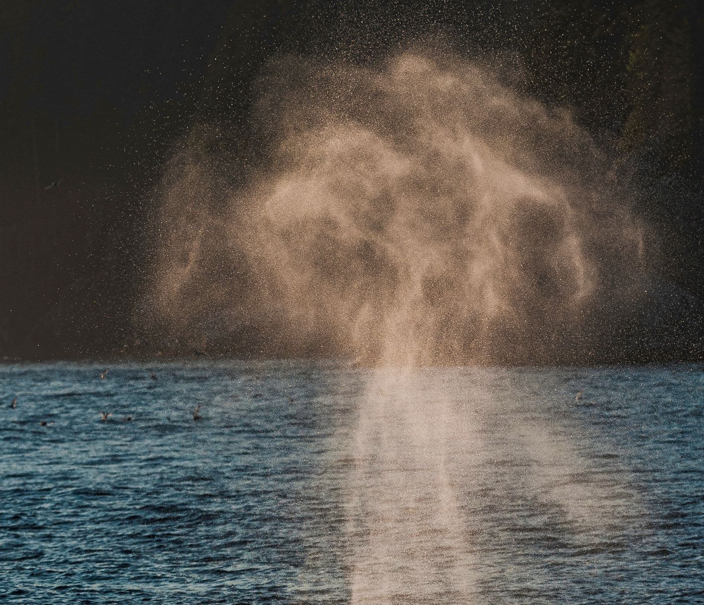 Meeresriesen im Glacier Bay National Park