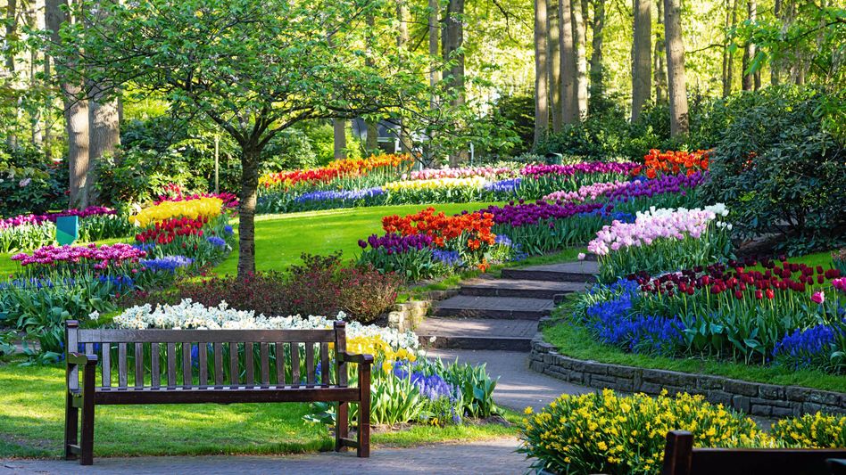 Tulpenblüte im Keukenhof, dem grössten Tulpenpark der Welt.