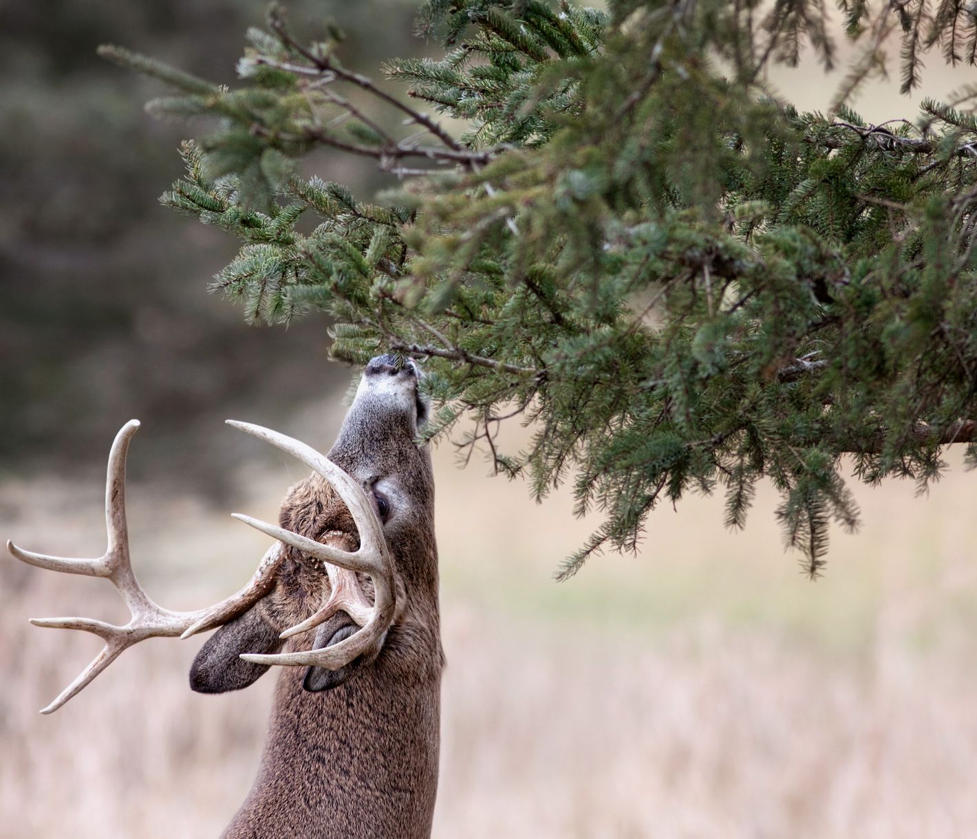 Wildtiere in Atlantikkanada