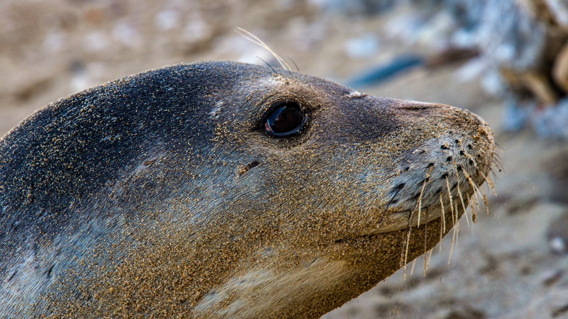 Wer Glück hat, kommt in den Genuss von spannenden Strand-Besuchern.