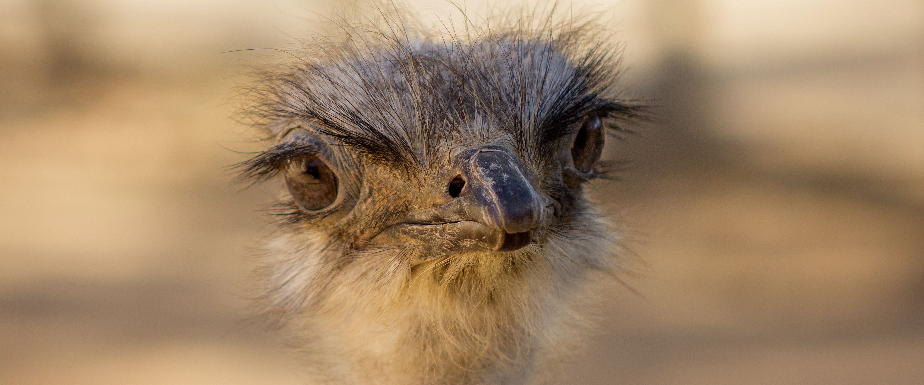 Strauss im Oudtshoorn, im Herzen der Klein Karoo