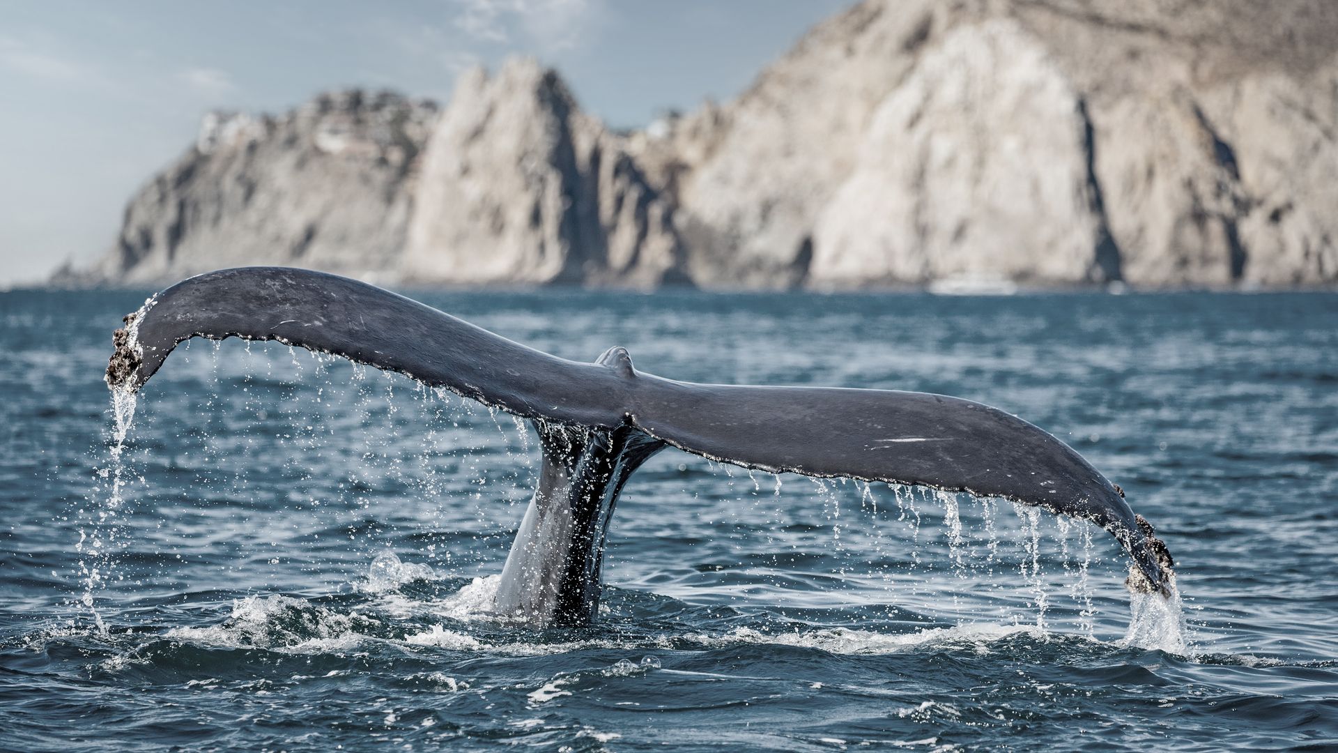 Séquence émotion lors d’une sortie en bateau durant la migration des baleines grises