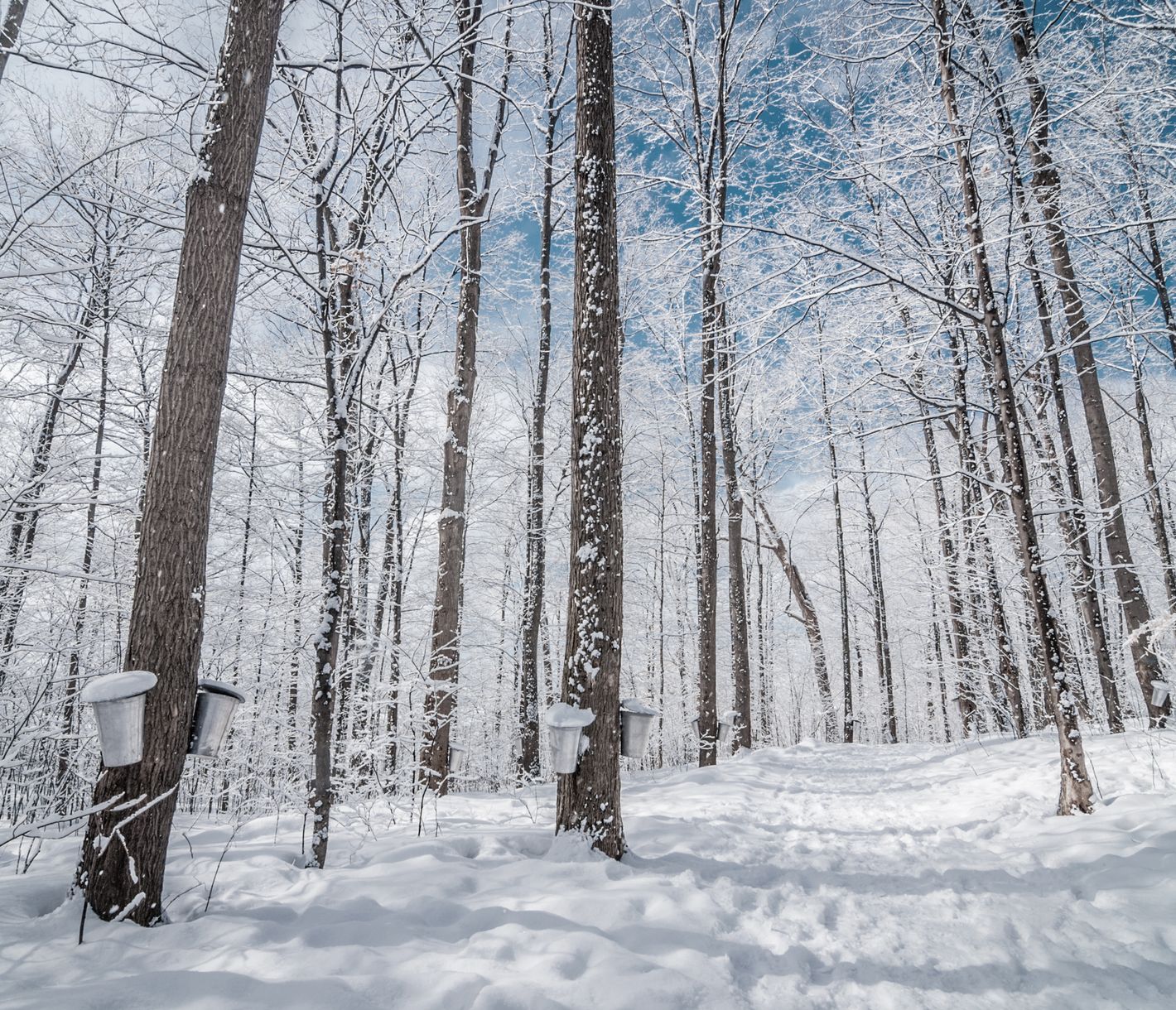 Moment marquant de la fin de l’hiver, la saison des sucres succède à un hiver souvent rigoureux.