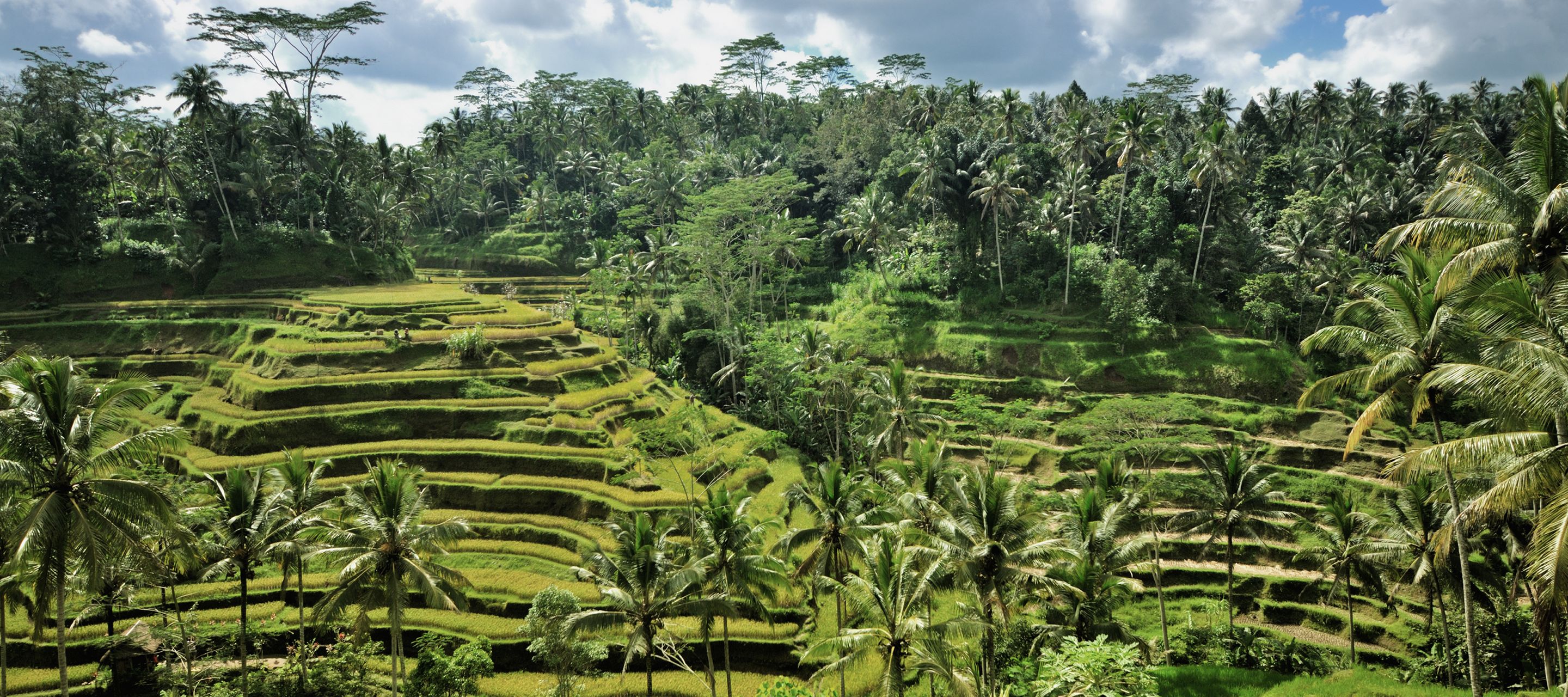 Reisterassen auf der Götterinsel