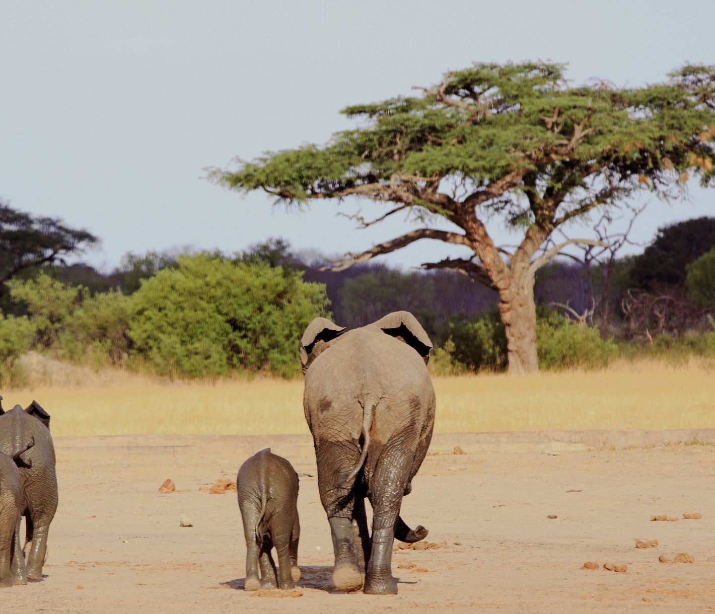 Une petite famille d'éléphants marche vers un acacia dans le parc national de Hwange