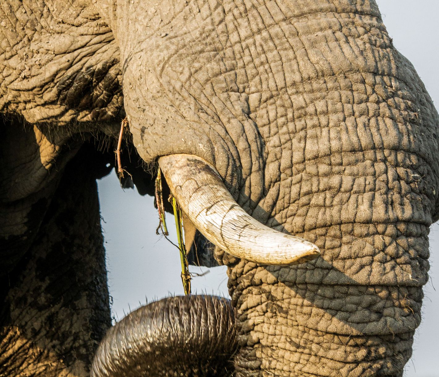 Nahaufnahme eines Elefanten beim Fressen
