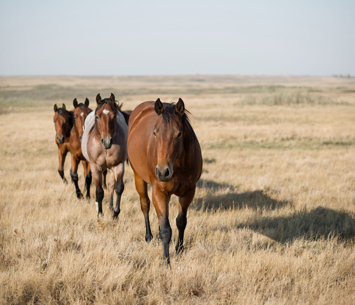 Pferde in Saskatchewan