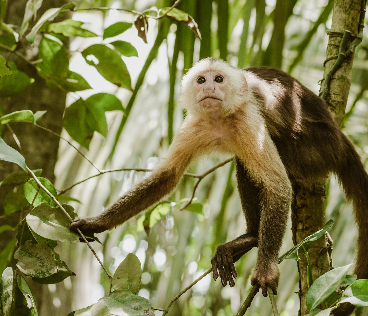 Kapuzineraffe im Tayrona-Nationalpark
