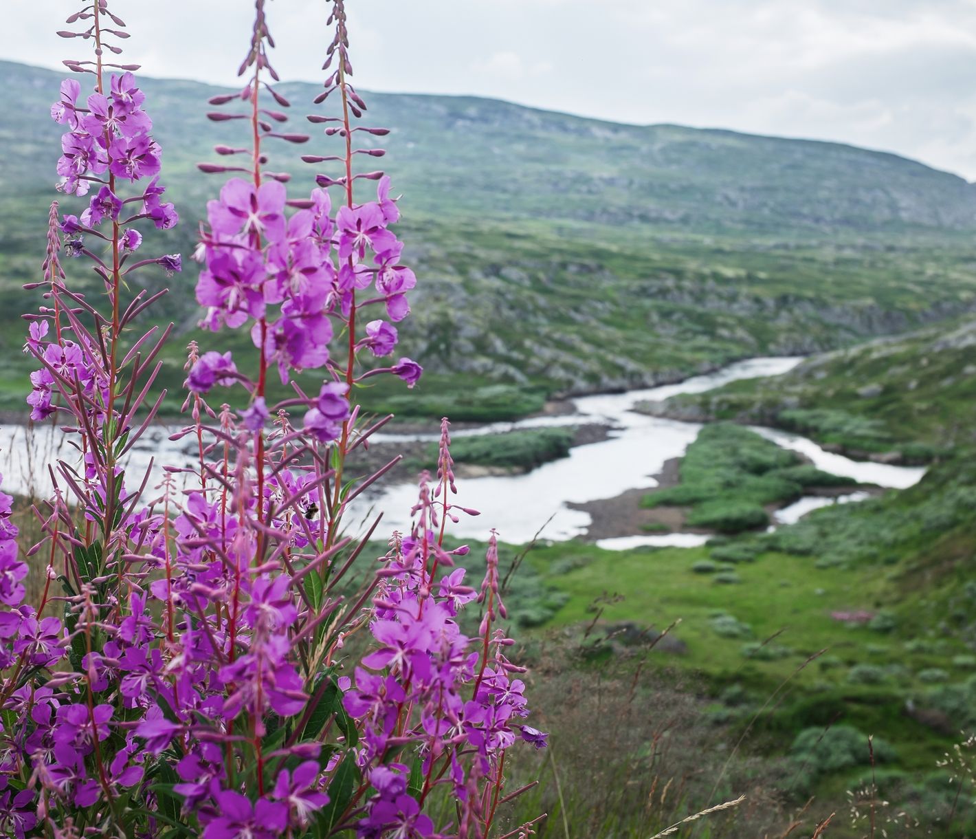 Hardangervidda-Nationalpark
