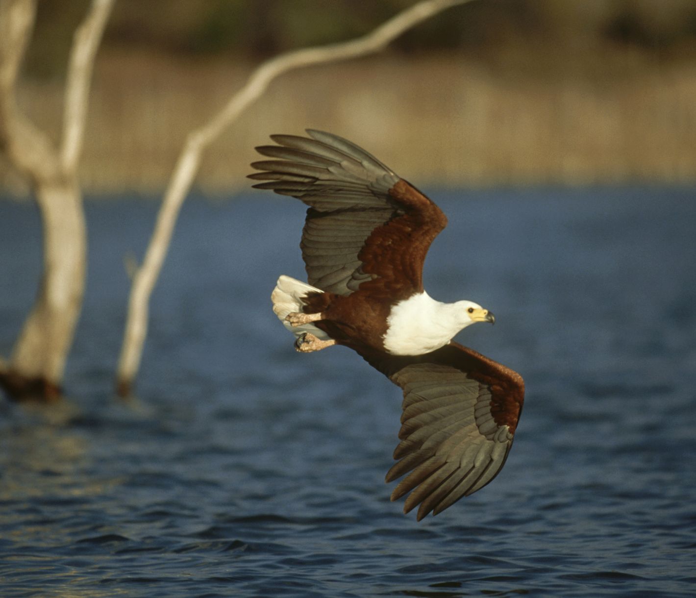 Un aigle tacheté vole bas au-dessus du lac Kariba à la recherche de proies