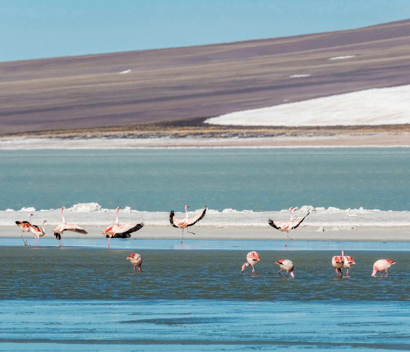 Das atemberaubende Ziel dieses Tagesausfluges ist die Laguna Brava auf rund 4230 m ü. M.