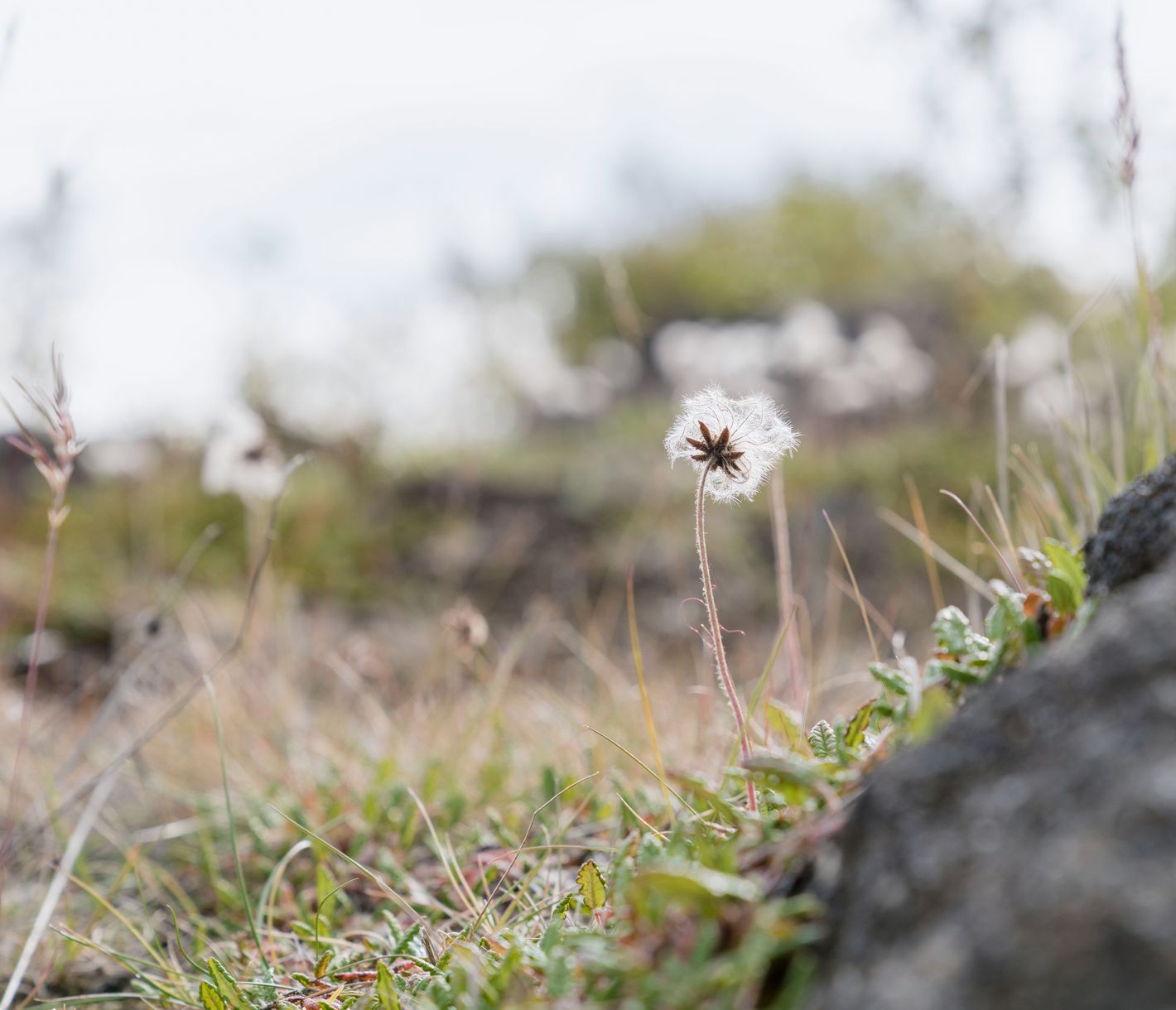 Flora am Rande zum Polarkreis