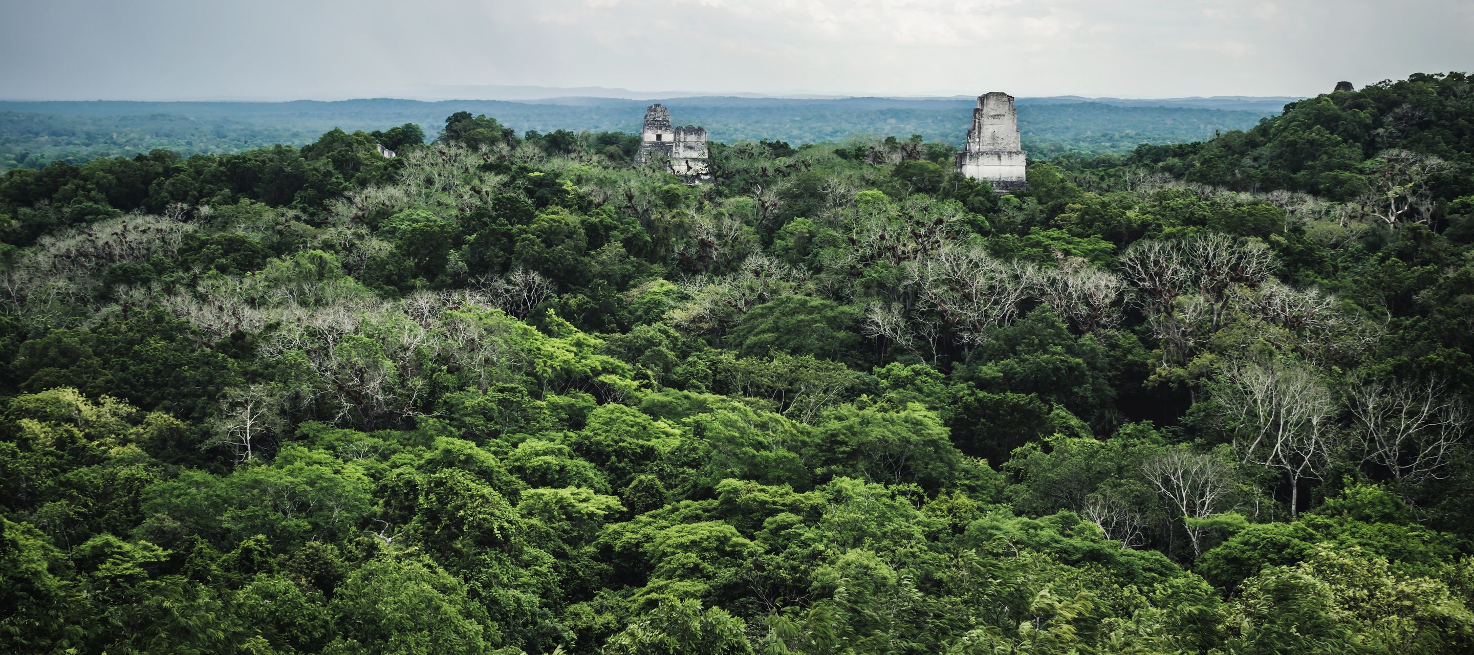 Tikal, fleuron de la civilisation maya et site iconique du continent