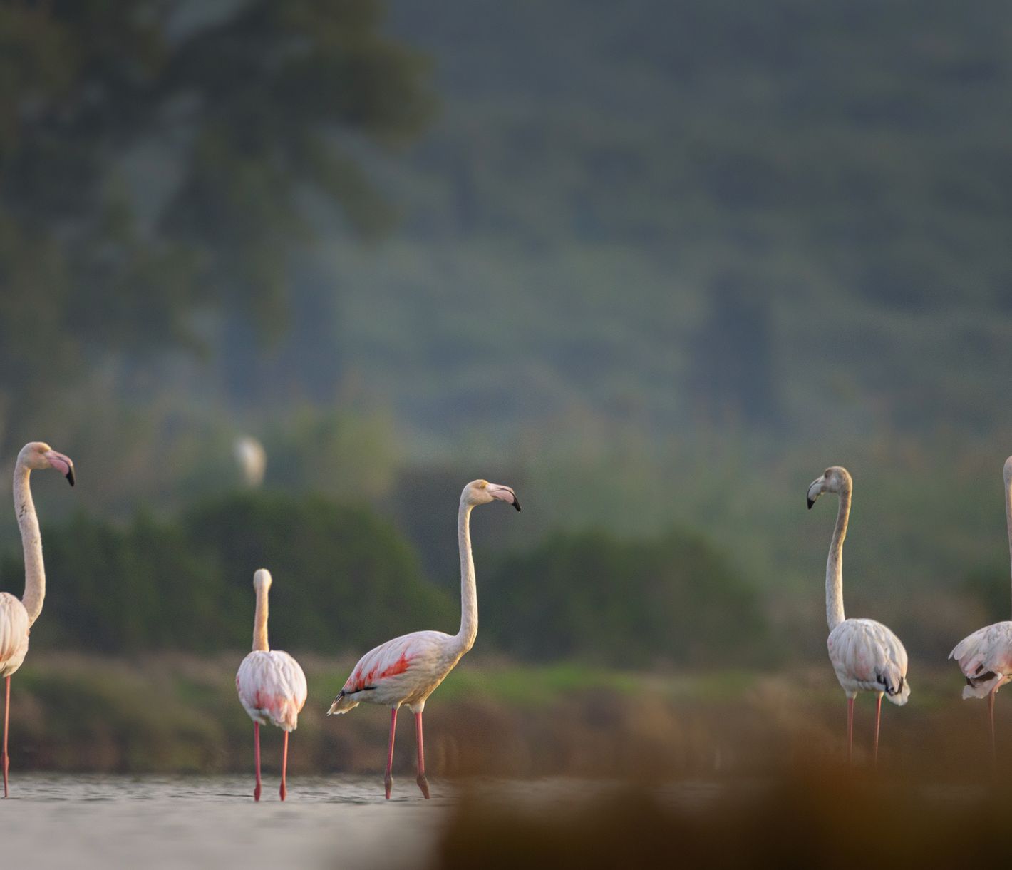 Gialova Lagoon – Flamingos in der einzigartigen Naturlandschaft von Messenien